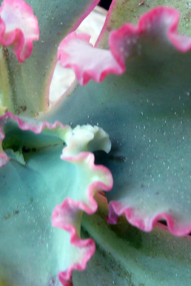 Красивый цветок эхеверия (эчеверия) на поляне