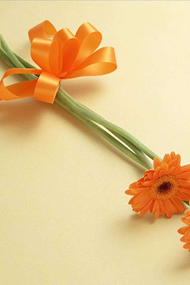 Красивый цветок гербера