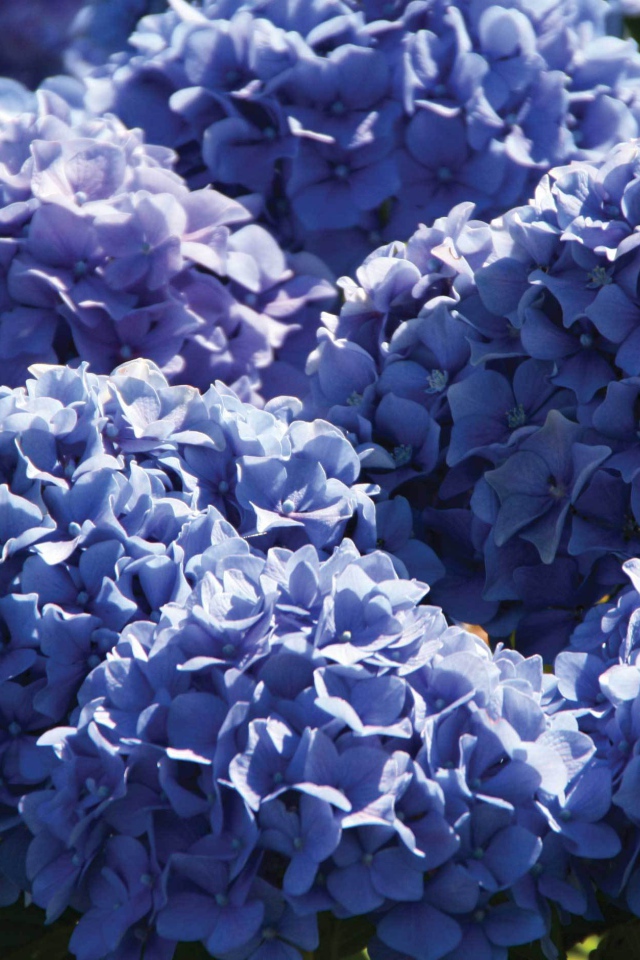 Красивый цветок гортензия