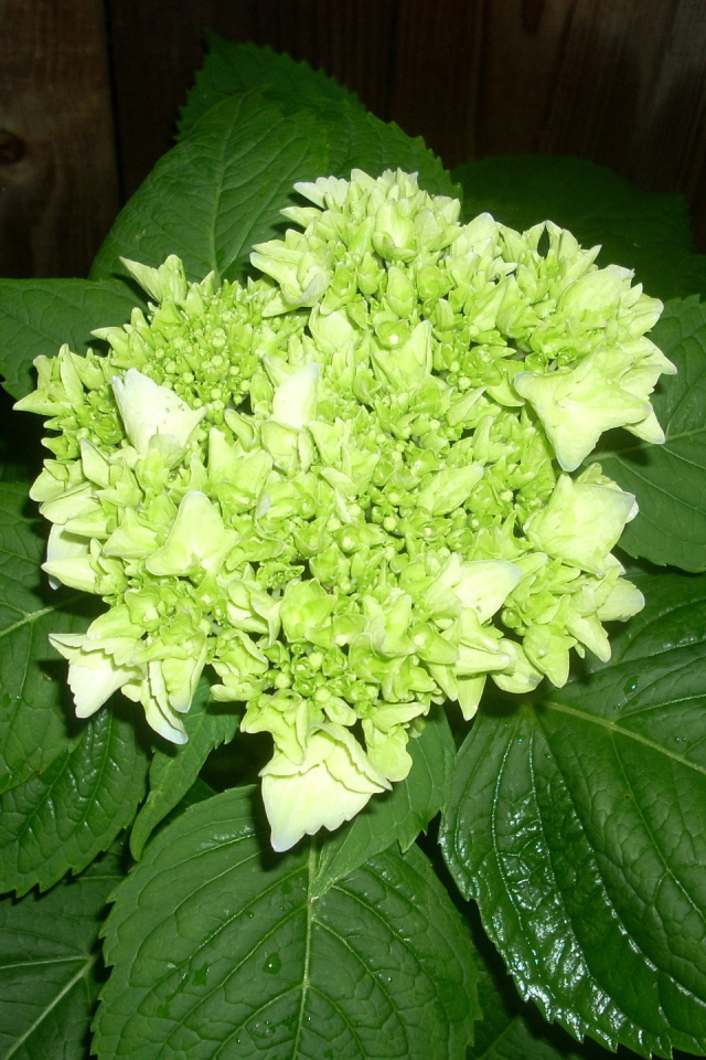 Красивый цветок гортензия на дачном участке