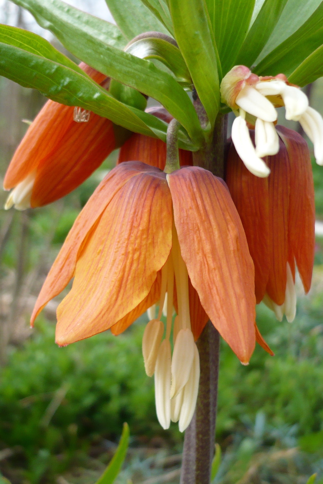 Красивый цветок рябчик императорский на клумбе в саду