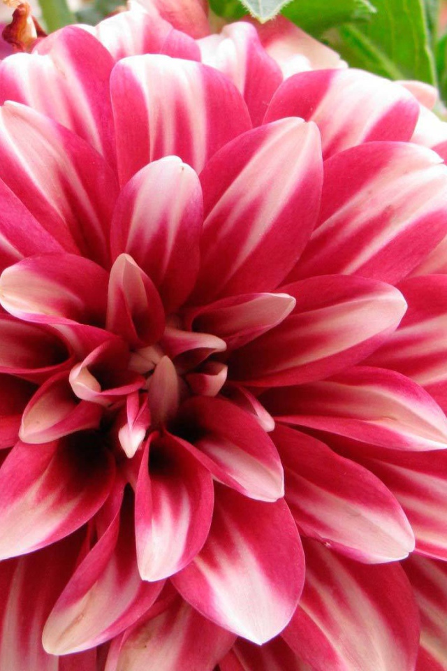 Красивый цветок астра в саду