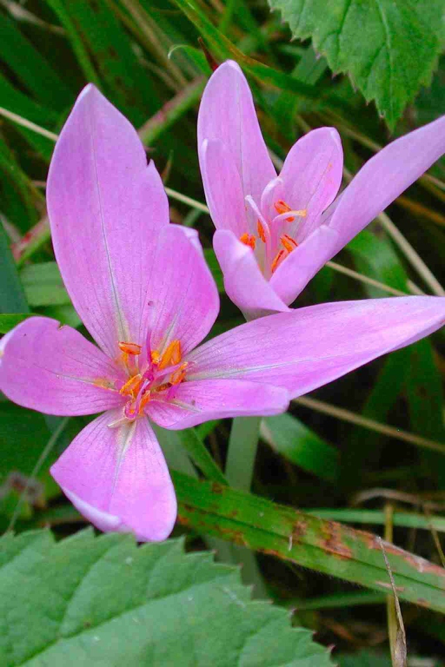 Прекрасный цветок шафран расцвел в саду