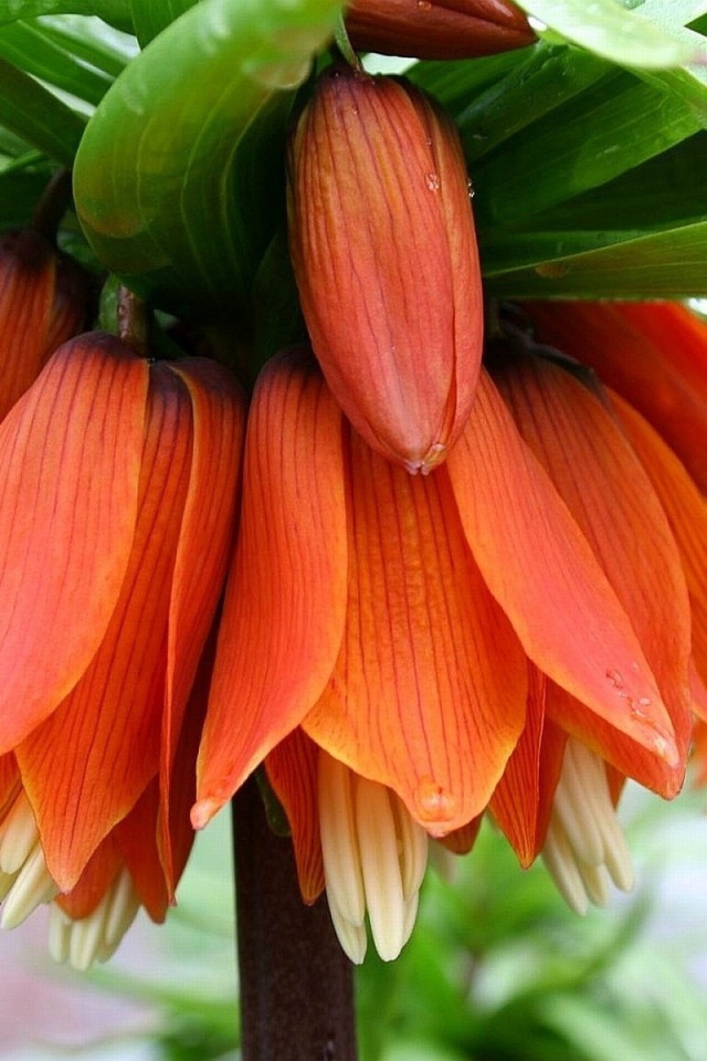 Красивый цветок рябчик императорский в саду