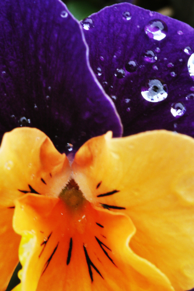 Красивый цветок анютины глазки в саду