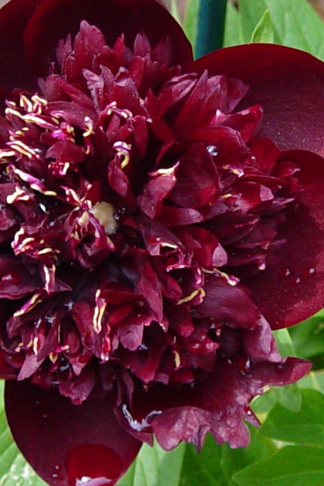 Красивый цветок пион в саду