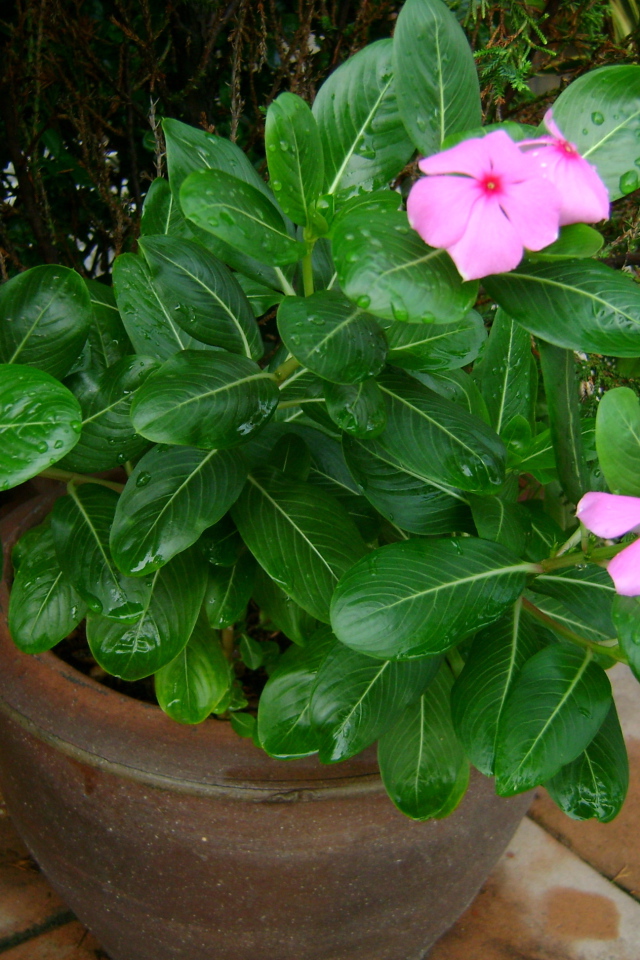 Красивый цветок барвинок в саду