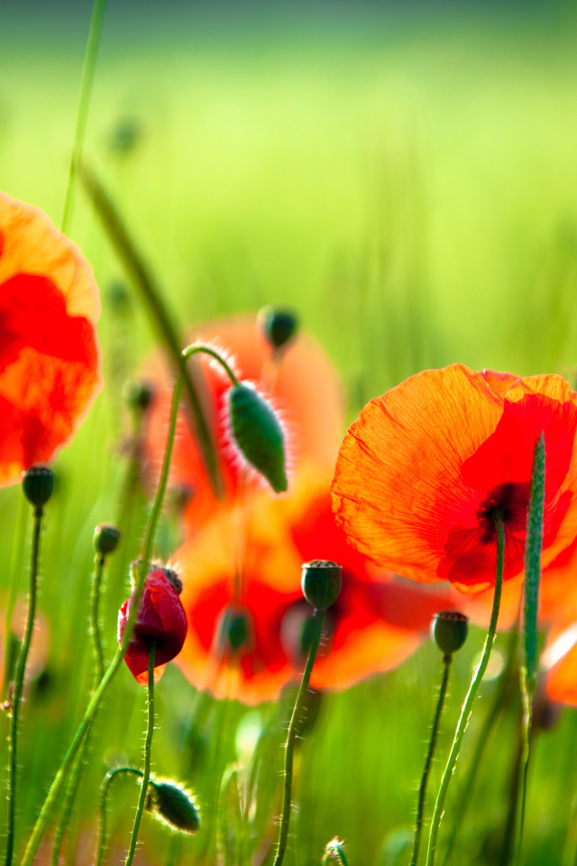 На солнце красивый цветок мак