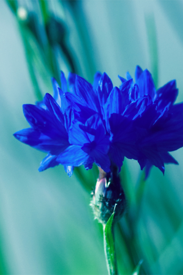 Красивые цветок василек на поляне