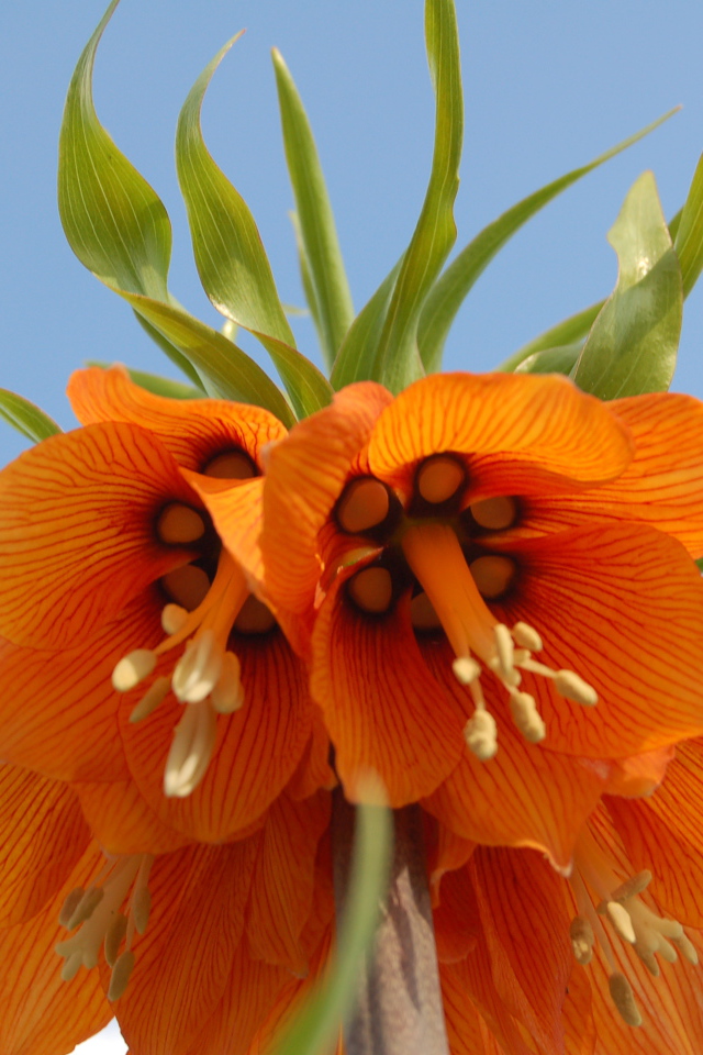 На поляне красивый цветок рябчик императорский