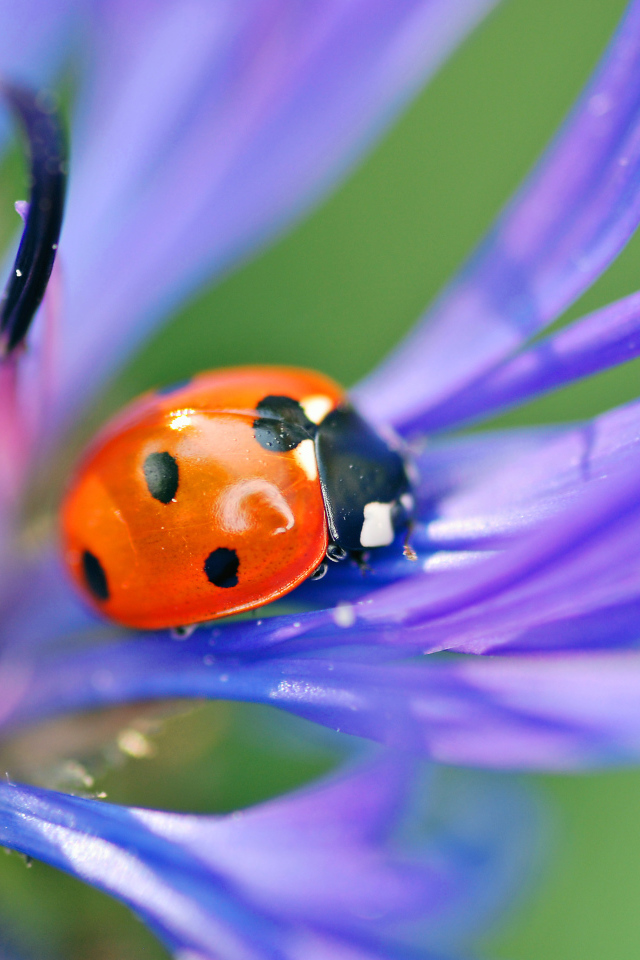 На поляне красивый цветок василек
