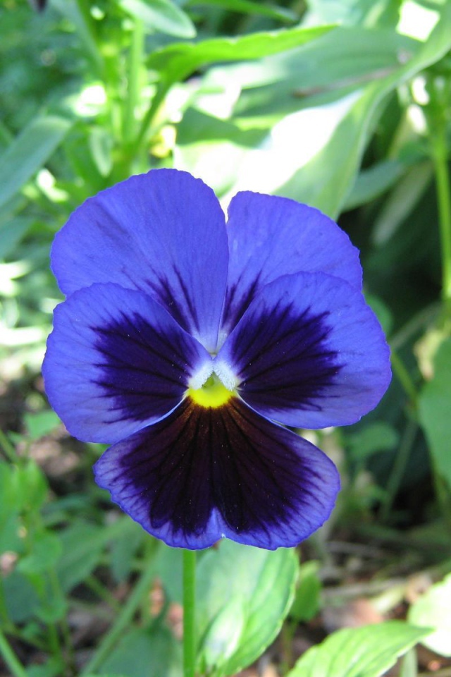 Красивый цветок анютины глазки