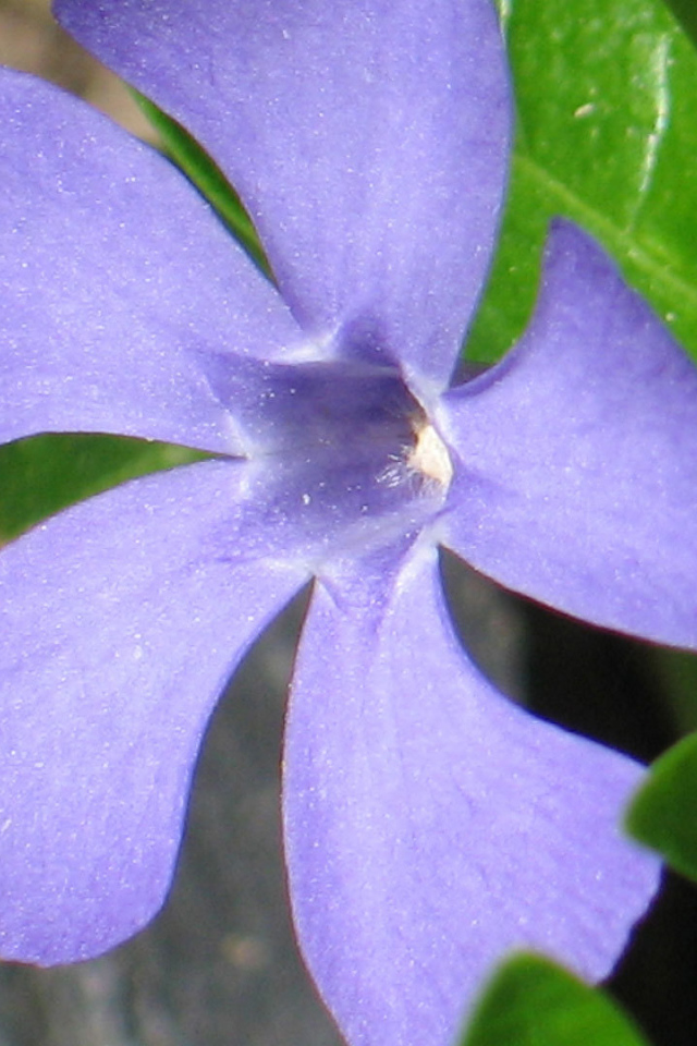 Красивый цветок барвинок на дачном участке