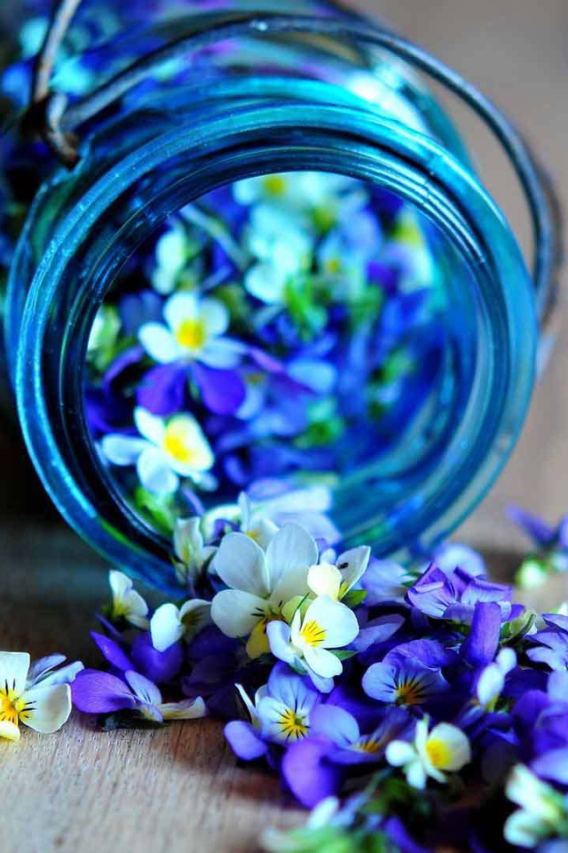 Красивые лепестки цветка виола