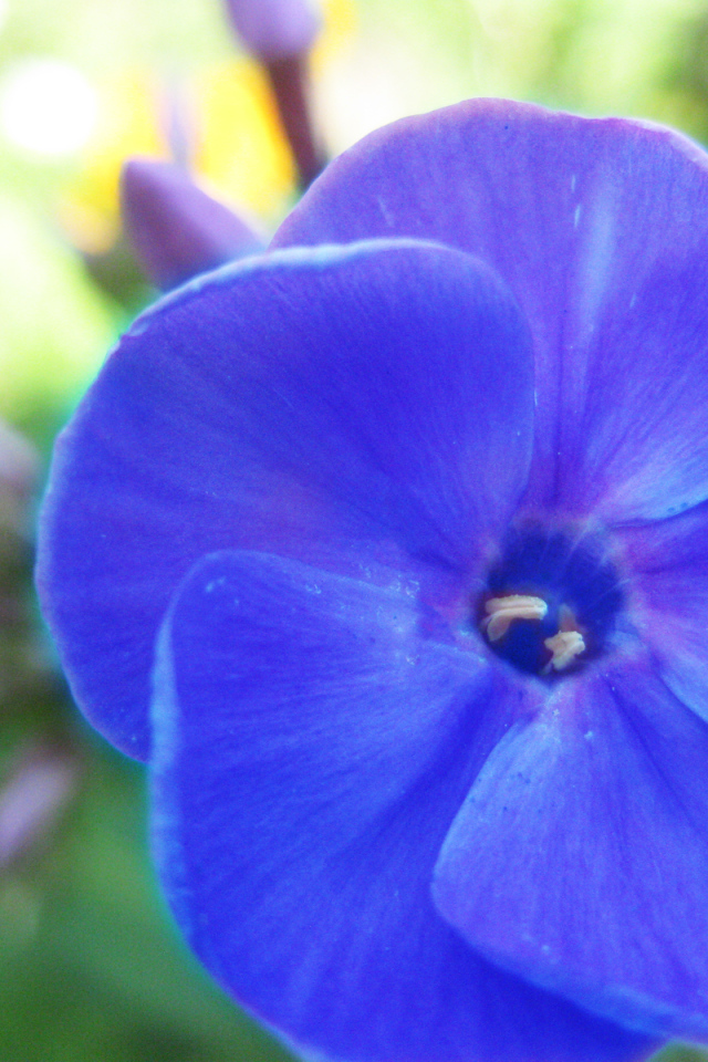 Красивый цветок флокс на поляне