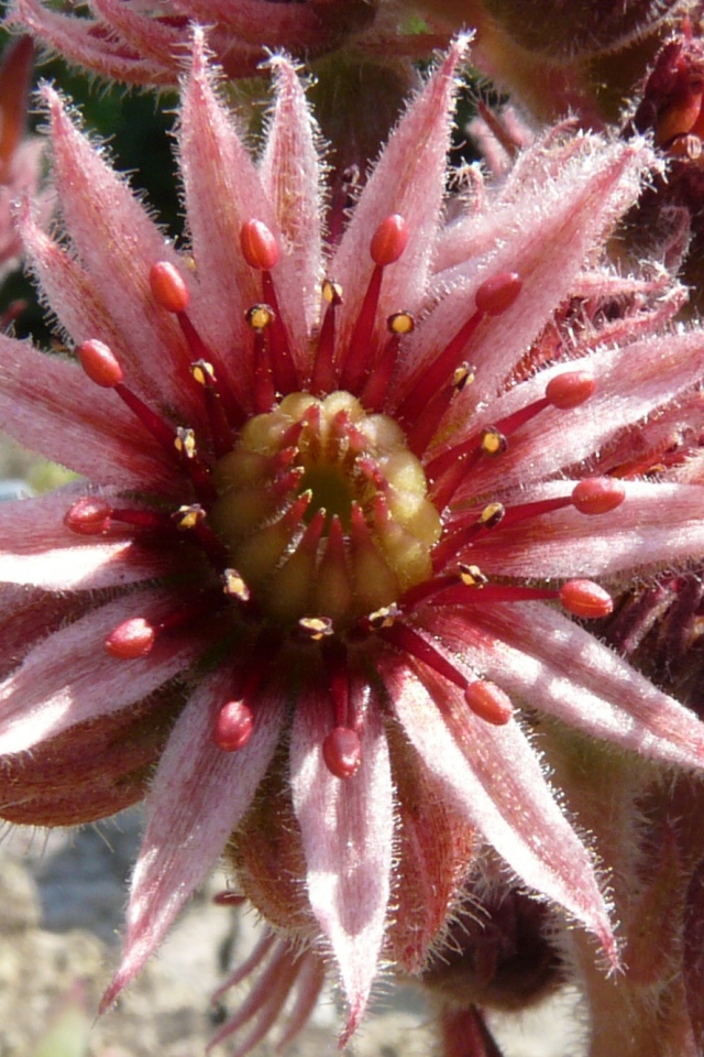 Красивый цветок молодило