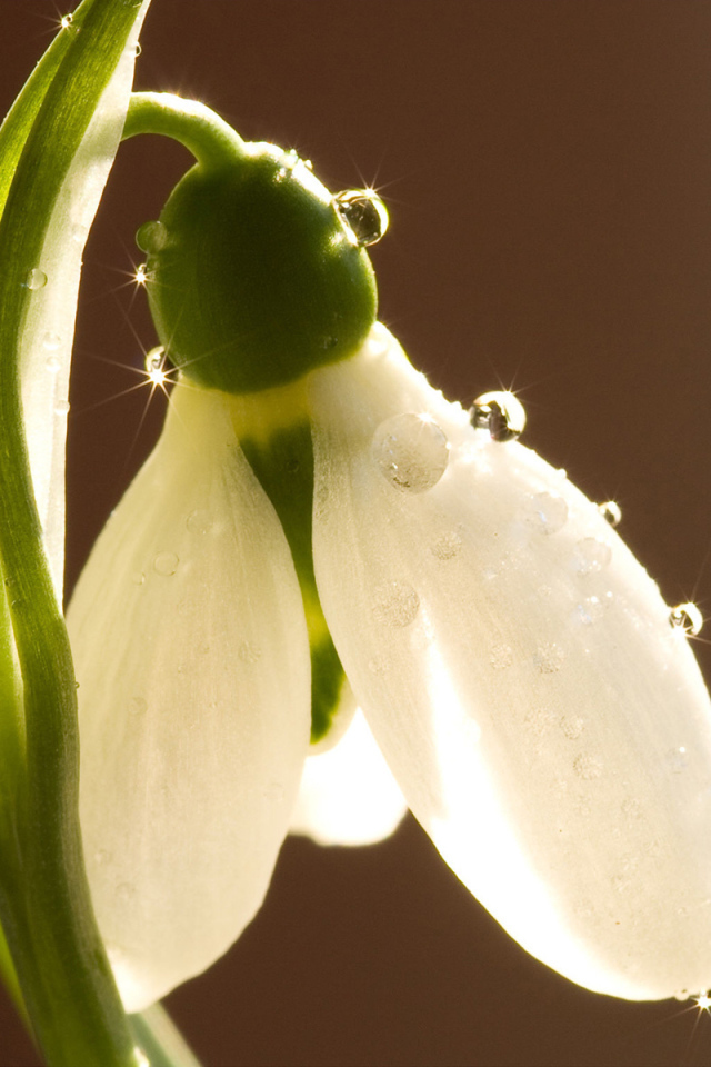 Красивый цветок подснежник