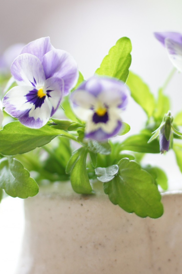 Красивые цветы