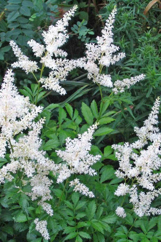 Красивые цветы астильба на клумбе в саду