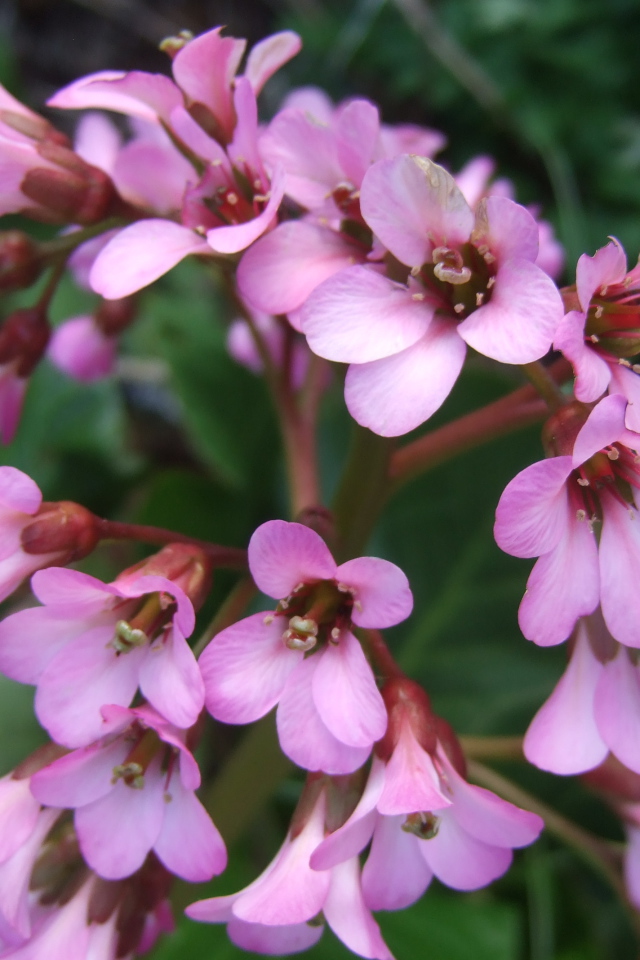 Красивые цветы бадан