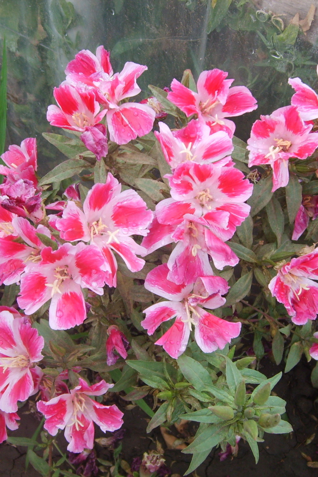 Красивые цветы кларкия (годеция) в парке