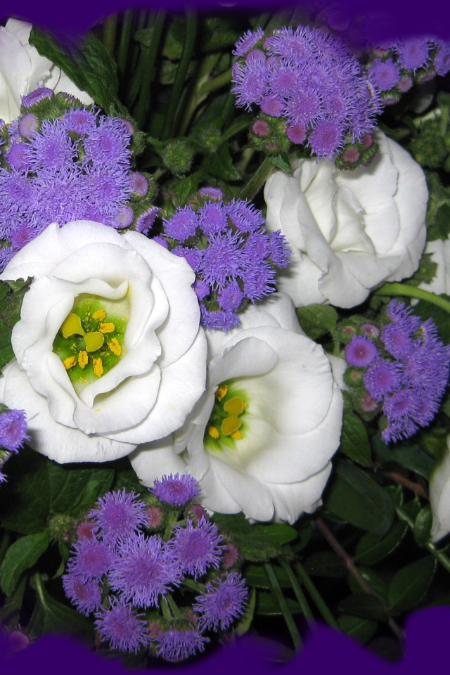 Красивые цветы эустома (ирландская роза) на клумбе в саду