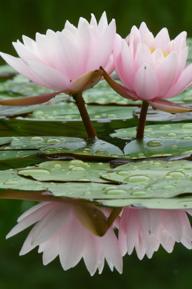 Прекрасные цветы нимфея