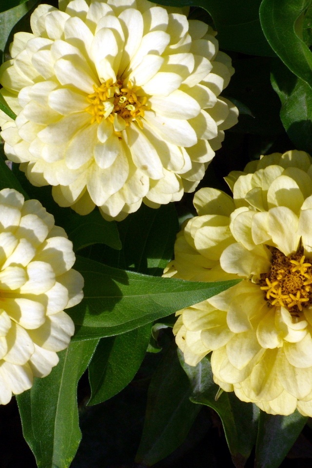 Красивые цветы цинния (циния) в саду