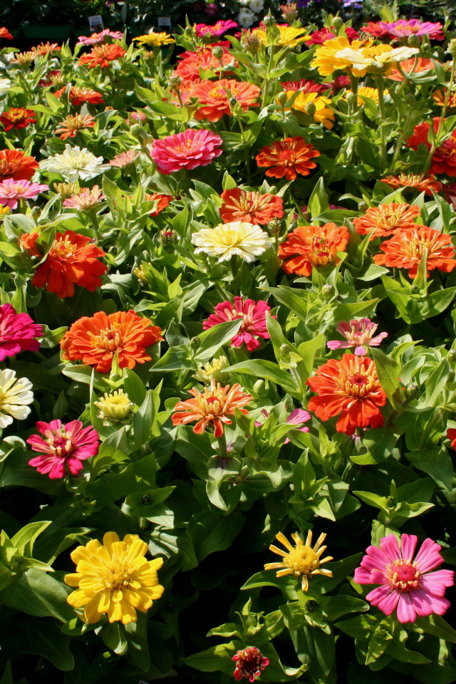 Красивые цветы цинния (циния) в парке