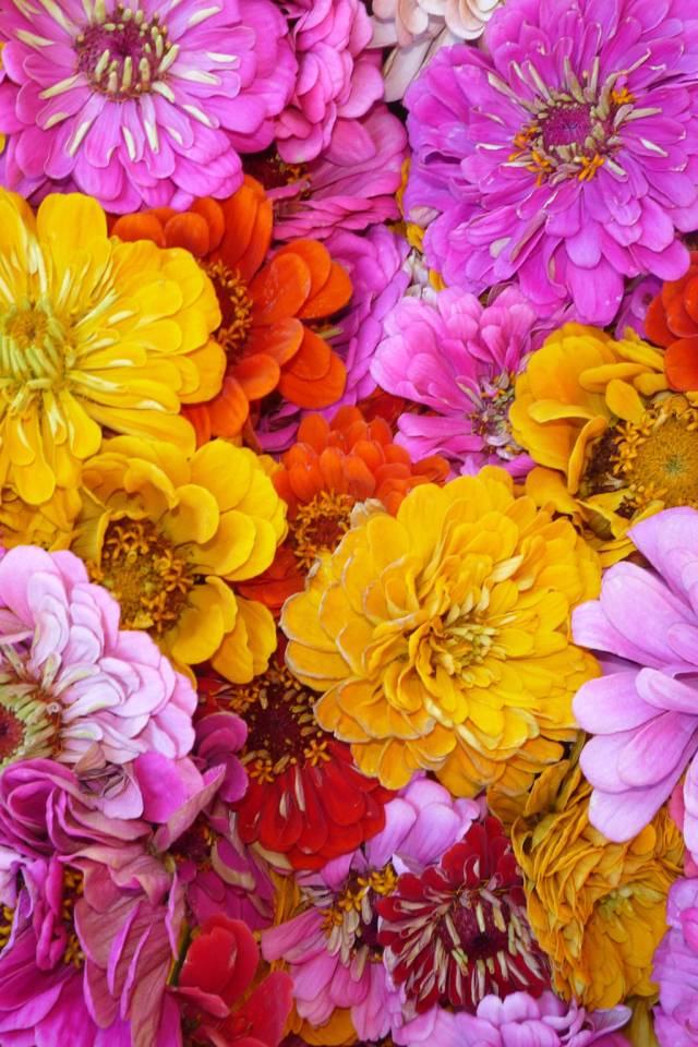 Красивые цветы цинния (циния) на поляне