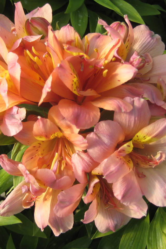 Красивые цветы альстремерия на клумбе в саду