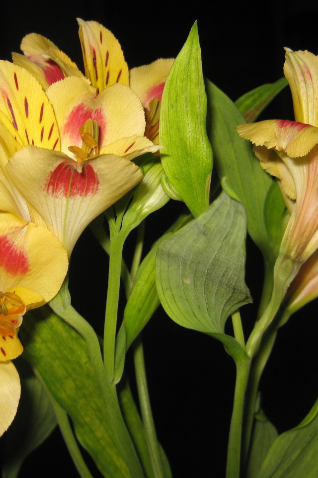 Красивые цветы альстремерия на поляне