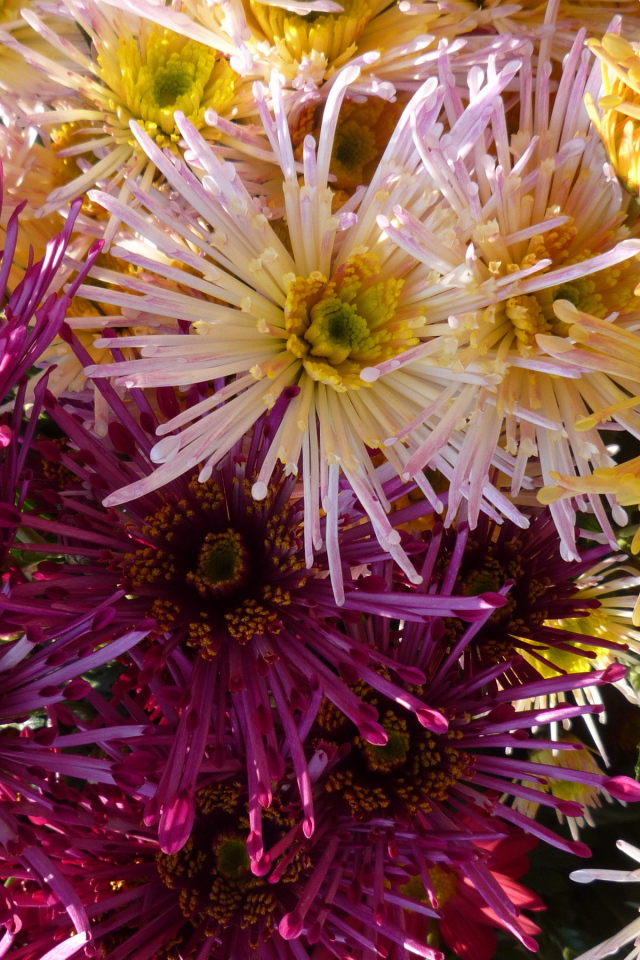 Красивые цветы хризантема в парке