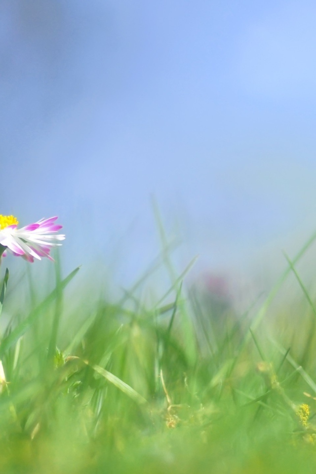 Прекрасные цветы маргаритки