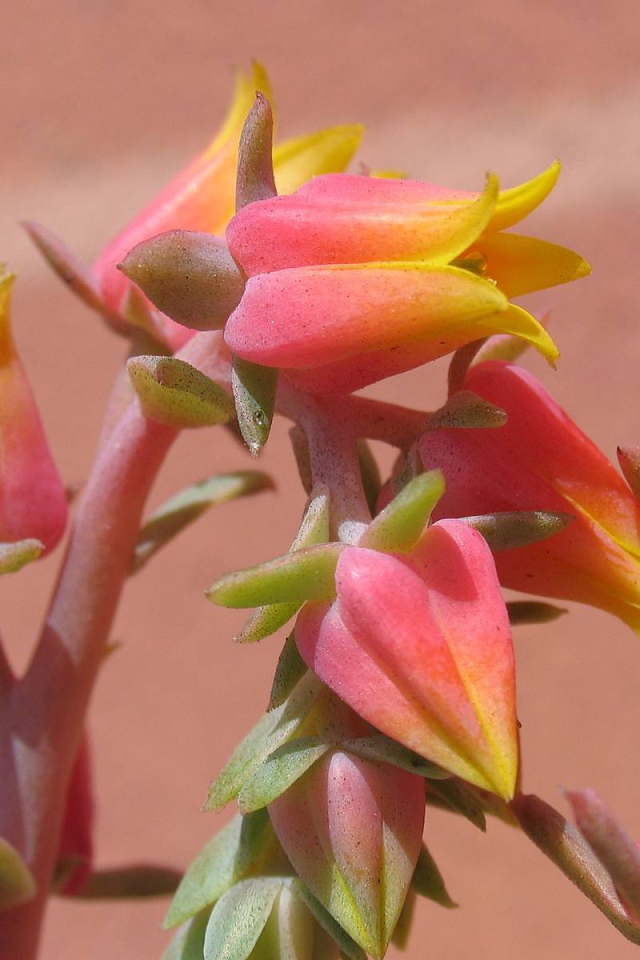 Красивые цветы эхеверия (эчеверия) на клумбе  в саду