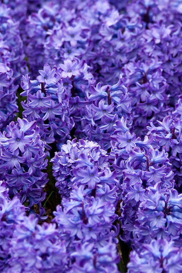 Красивые цветы гиацинты весной на поляне