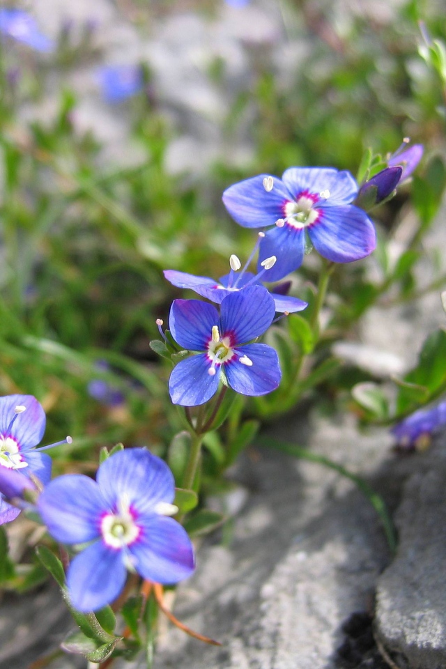 Красивые цветы вероника на клумбе в саду