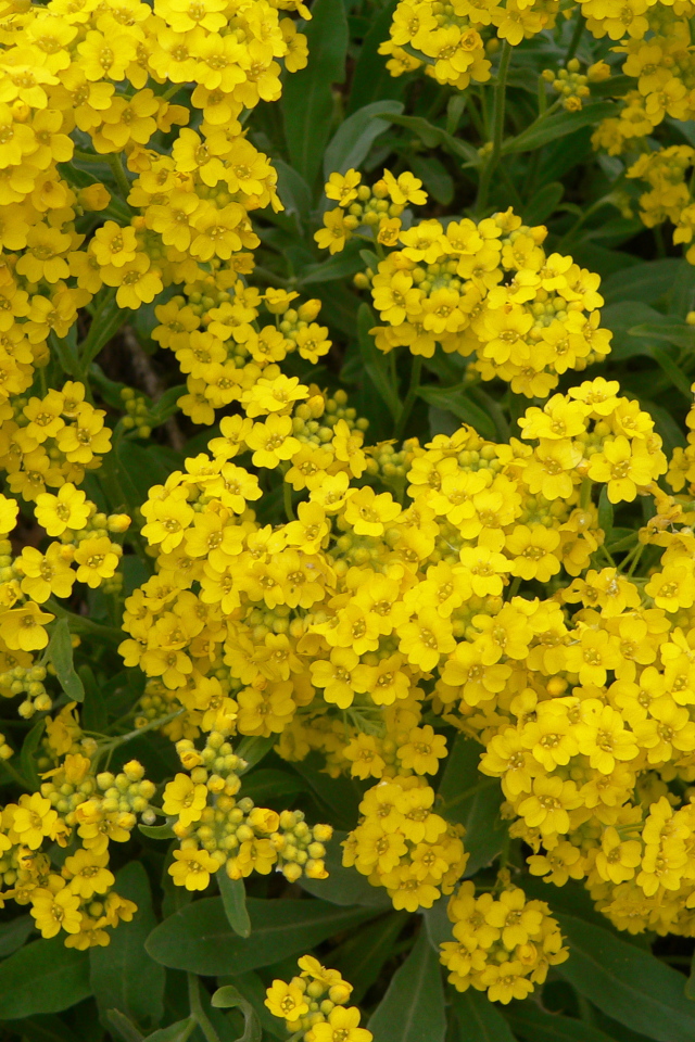 Красивые цветы алиссум на клумбе в саду