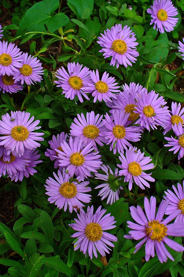 Красивые цветы астра на клумбе в саду