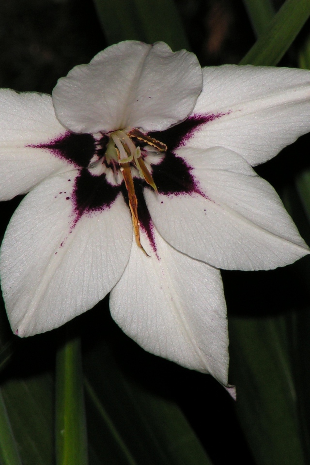 Красивые цветы ацидантера на клумбе в саду