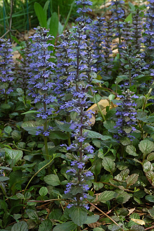 Красивые цветы аюга на клумбе в саду