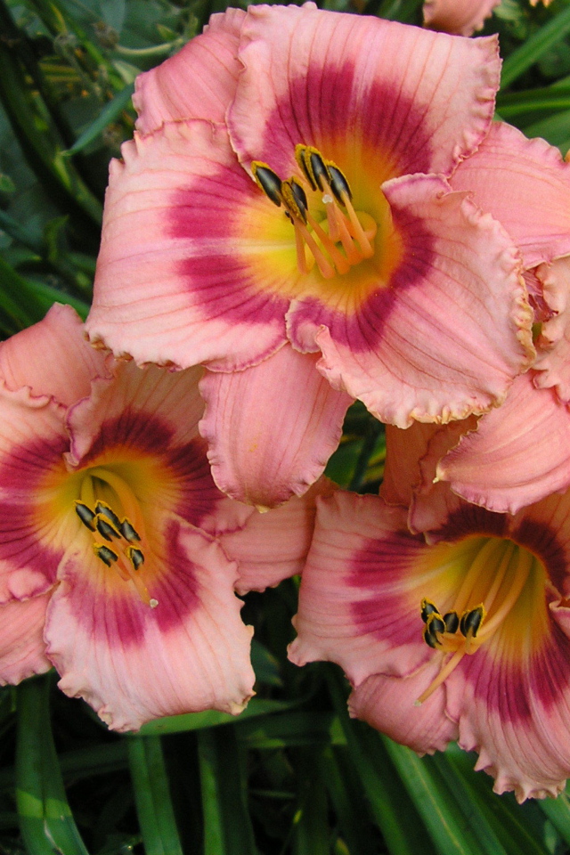 Красивые цветы лилейник на клумбе в саду