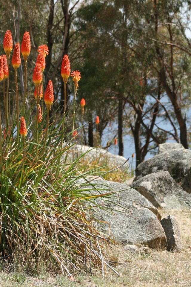Красивые цветы кникофия на клумбе в саду