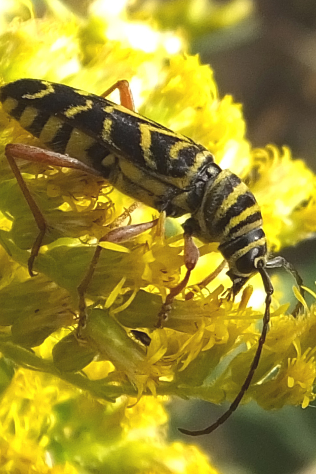 Красивые цветы венидиум на клумбе в саду