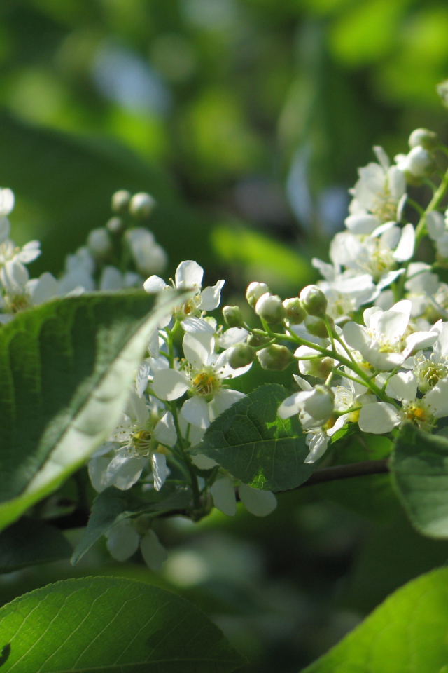 Красивые цветы бадан в лесу