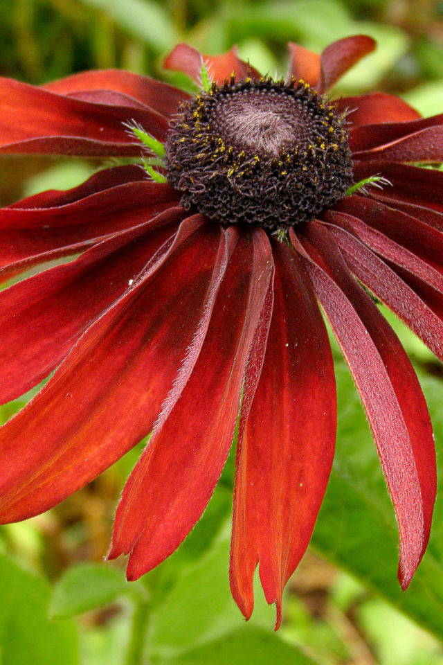 Красивые цветы рудбекия в саду