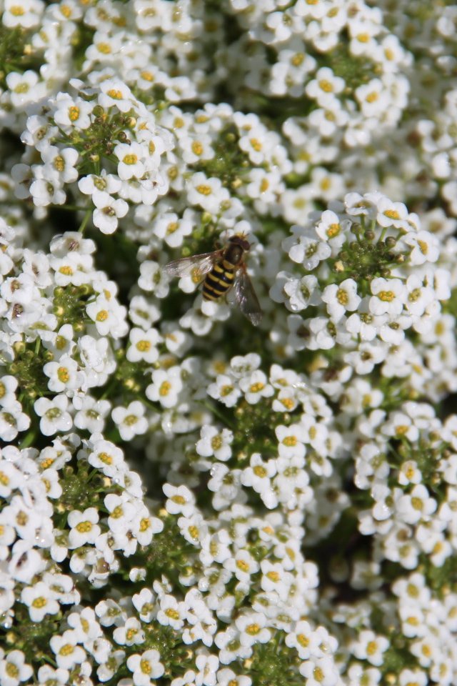 Красивые цветы алиссум в саду