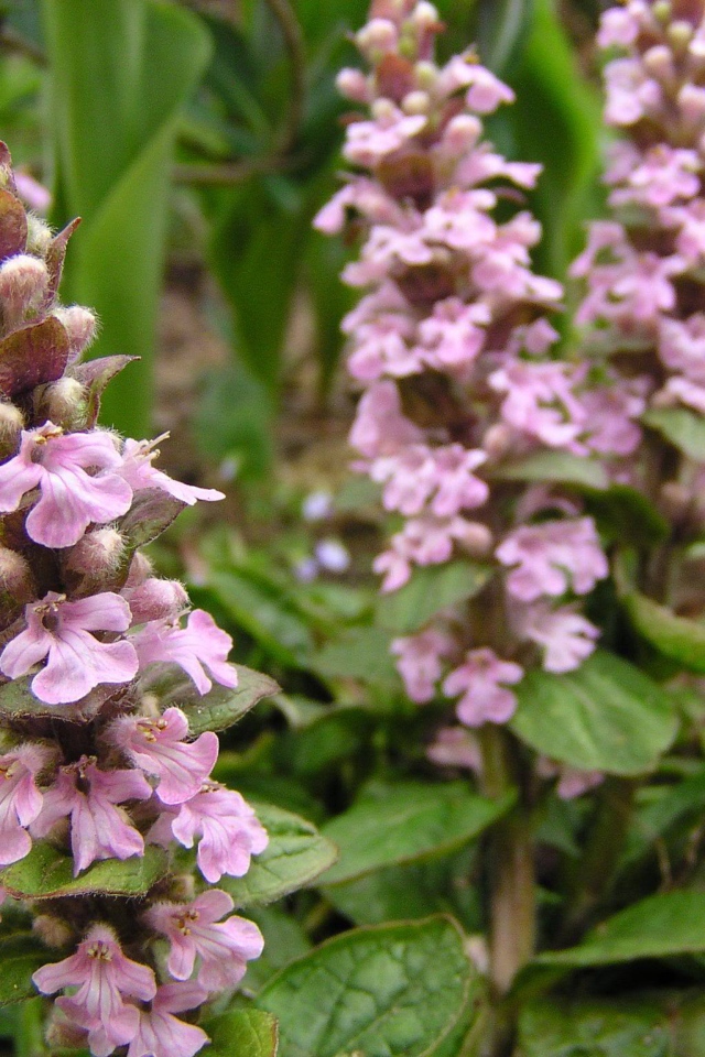 Красивые цветы аюга в саду