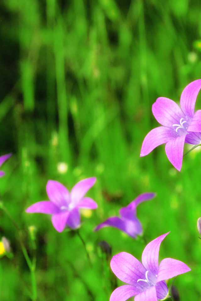 Красивые цветы колокольчики в саду