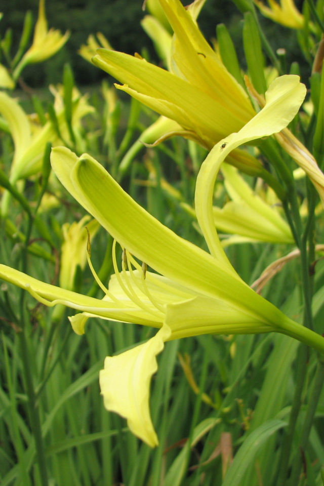 Красивые цветы лилейник в саду